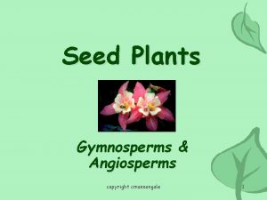 Seed Plants Gymnosperms Angiosperms copyright cmassengale 1 Evolution