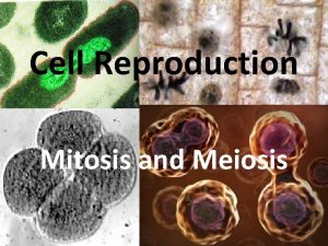 Cell Reproduction Mitosis and Meiosis Cell Reproduction Most