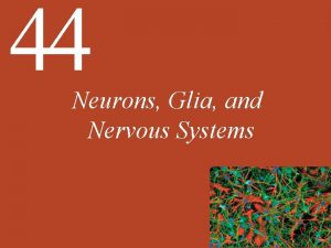 44 Neurons Glia and Nervous Systems 44 Neurons