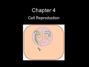 Chapter 4 Cell Reproduction Mitosis Mitosis is the