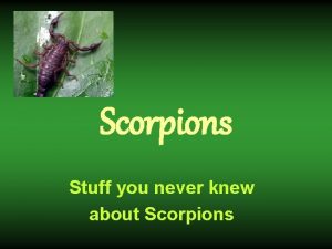 Scorpions Stuff you never knew about Scorpions Scorpions