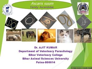 Ascaris suum Family Ascarididae Dr AJIT KUMAR Department