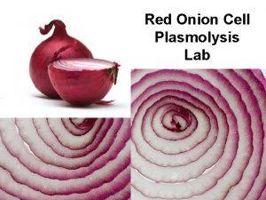 Red Onion Cell Plasmolysis Lab NotesBellwork Thurs Oct