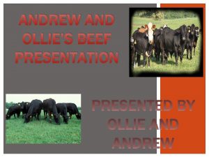 ANDREW AND OLLIES BEEF PRESENTATION 1 2 3