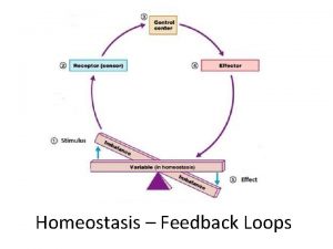 Homeostasis Feedback Loops Feedback Loops 2 Types Positive