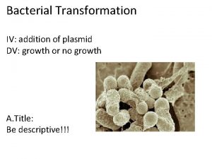 Bacterial Transformation IV addition of plasmid DV growth