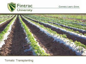 Tomato Transplanting Removing the Seedlings Seedling trays should