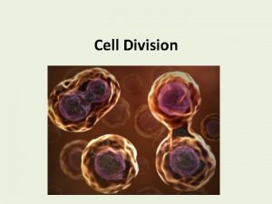 Cell Division Cell Division Mitosis dividing the cells