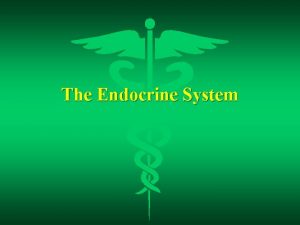 The Endocrine System Endocrine Glands l Glands that