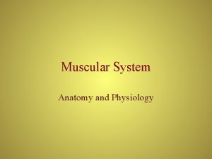Muscular System Anatomy and Physiology Muscular System Functions