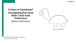 JRANM500 Crickets or Cantaloupe Investigating Redeared Slider Turtle