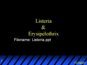 Listeria Erysipelothrix Filename Listeria ppt 1 122920 Outline