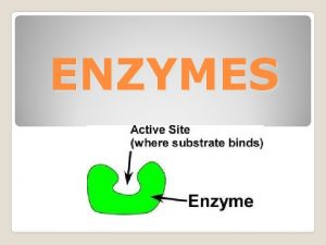 ENZYMES What are enzymes Enzymes are proteins that