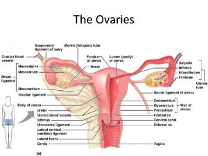 The Ovaries Figure 27 14 a Ovaries Blood