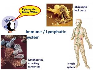 Fighting the Enemy Within phagocytic leukocyte Immune Lymphatic