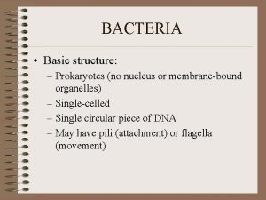 BACTERIA Basic structure Prokaryotes no nucleus or membranebound