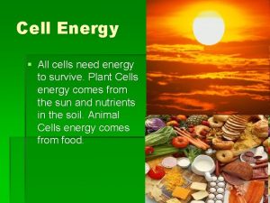 Cell Energy All cells need energy to survive