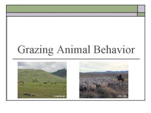 Grazing Animal Behavior K Launchbaugh USDA ARS Basis