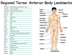 Regional Terms Anterior Body Landmarks Abdominal Anterior body