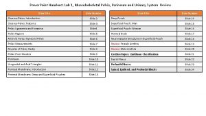 Power Point Handout Lab 1 Musculoskeletal Pelvis Perineum