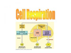 Respiration The process by which food molecules glucose