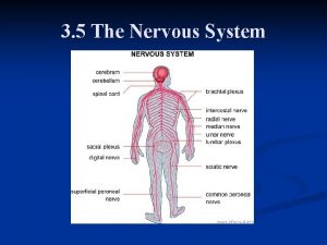 3 5 The Nervous System Neurons Nervous tissue