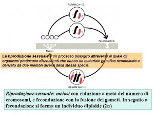 La riproduzione sessuale un processo biologico attraverso ili