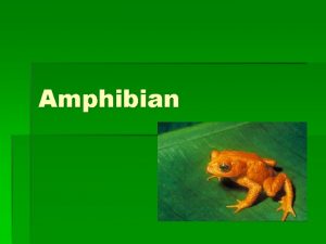 Amphibian What is an Amphibian Vertebrate Live in