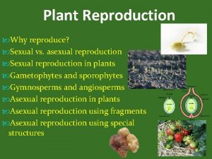 Plant Reproduction Why reproduce Sexual vs asexual reproduction