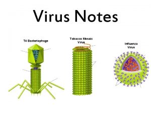 Virus Notes T 4 Bacteriophage Tobacco Mosaic Virus