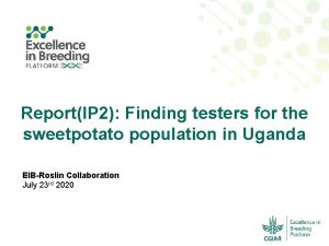 ReportIP 2 Finding testers for the sweetpotato population