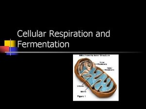 Cellular Respiration and Fermentation Cellular respiration n Complex