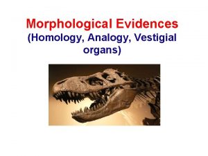 Morphological Evidences Homology Analogy Vestigial organs Comparative study