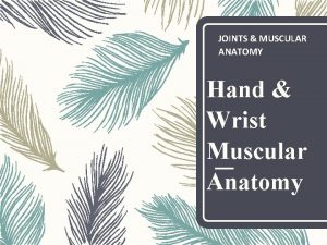 JOINTS MUSCULAR ANATOMY Hand Wrist Muscular Anatomy WritePairShare