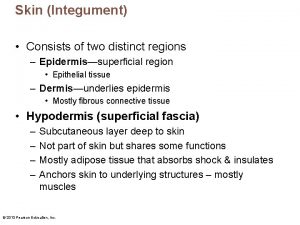 Skin Integument Consists of two distinct regions Epidermissuperficial