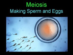 Meiosis Making Sperm and Eggs Learning Objectives Describe