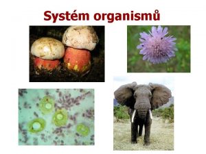 Systm organism Tdn organism podle rznch hledisek 1