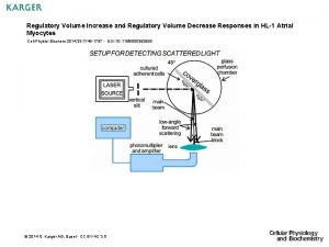 Regulatory Volume Increase and Regulatory Volume Decrease Responses