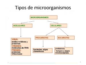 Tipos de microorganismos 1 CLASIFICACIN 2 Tamao 3