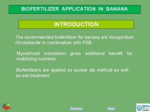 BIOFERTILIZER APPLICATION IN BANANA INTRODUCTION The recommended biofertilizer