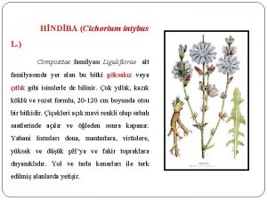 HNDBA Cichorium intybus L Compositae familyas Liguliflorae alt