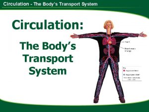 Circulation The Bodys Transport System Circulation The Bodys