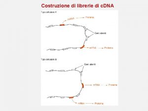 Costruzione di librerie di c DNA Costruzione di