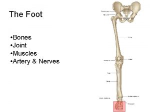 The Foot Bones Joint Muscles Artery Nerves Interphalangeal