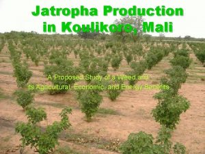 Jatropha Production in Koulikoro Mali A Proposed Study