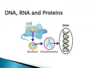 DNA RNA and Proteins DNA Genetic Material Mendel