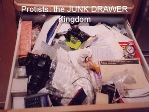 Protists the JUNK DRAWER Kingdom If an organism