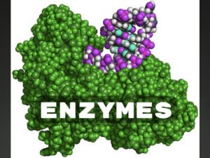 Announcements LNA Enzymes is assigned today and due