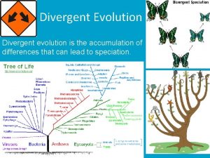 Divergent Evolution Divergent evolution is the accumulation of