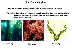 The Plant Kingdom The oldest and most simple